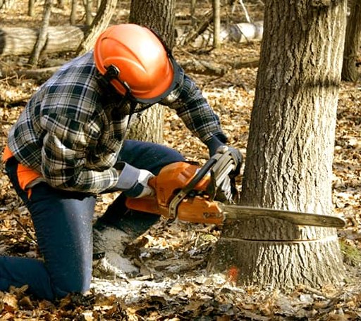 Tree Removal in Harman, WV